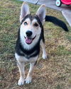 adoptable Dog in stockton, CA named REAH