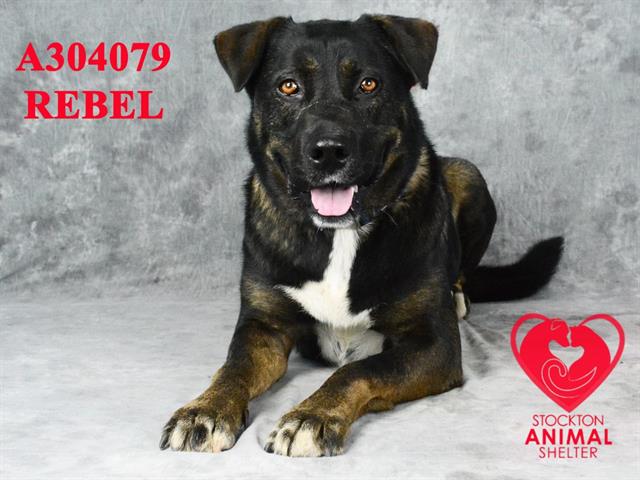 adoptable Dog in Stockton, CA named REBEL