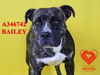 adoptable Dog in Stockton, CA named BAILEY