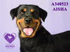 adoptable Dog in Stockton, CA named AISHA