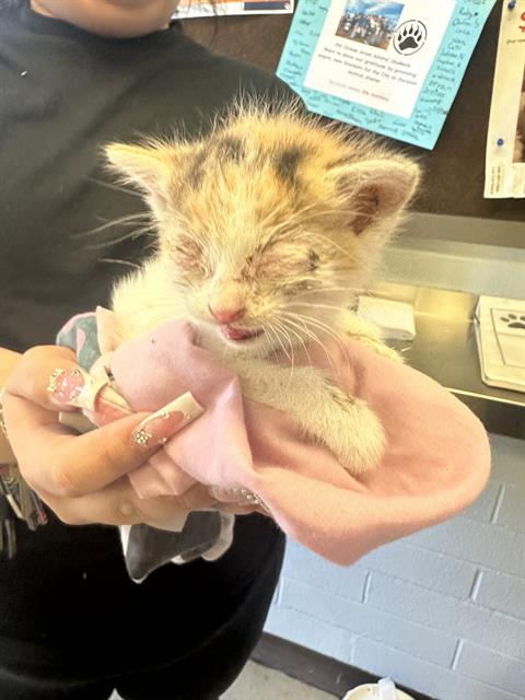 adoptable Cat in Stockton, CA named LOUISE