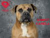 adoptable Dog in Stockton, CA named CANELA