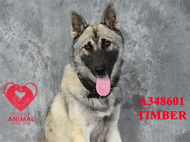 adoptable Dog in Stockton, CA named TIMBER