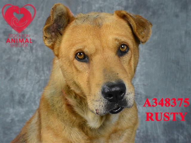 adoptable Dog in Stockton, CA named RUSTY