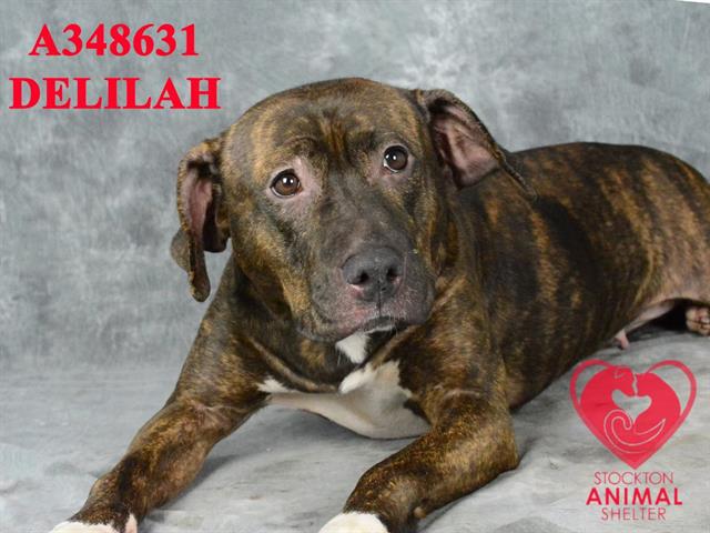 adoptable Dog in Stockton, CA named DELILAH