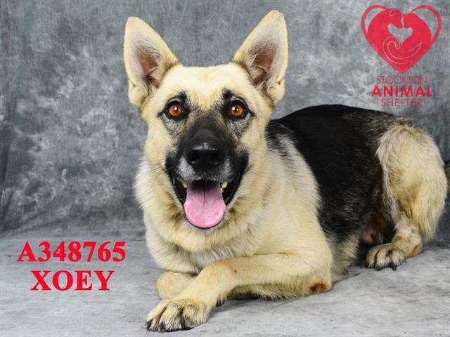 adoptable Dog in Stockton, CA named XOEY