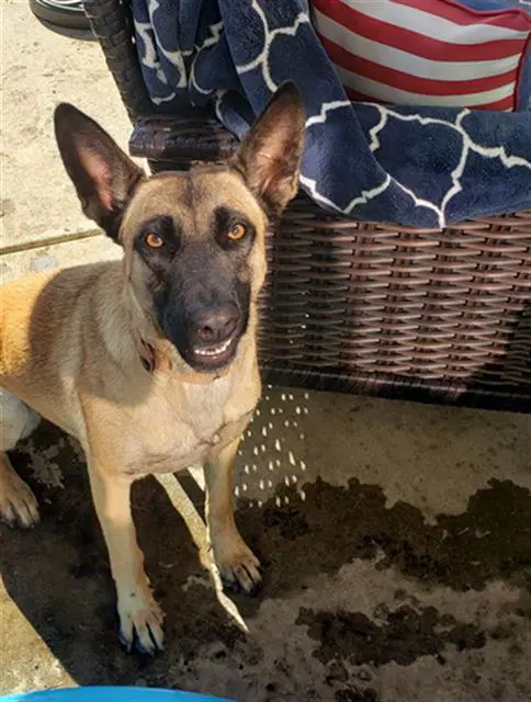 Sandy - Belgian Shepherd Malinois