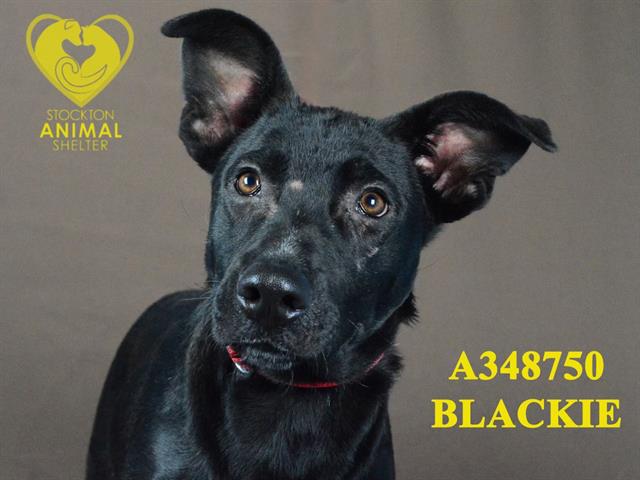 adoptable Dog in Stockton, CA named BLACKIE