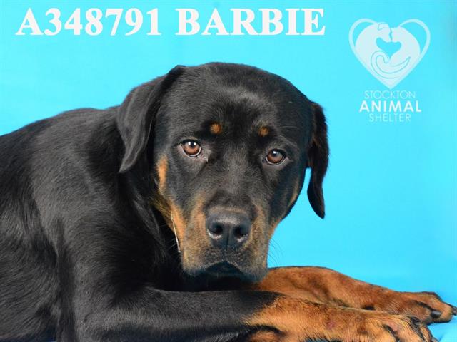 adoptable Dog in Stockton, CA named BARBIE