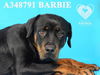 adoptable Dog in Stockton, CA named BARBIE