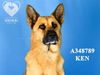 adoptable Dog in Stockton, CA named KEN