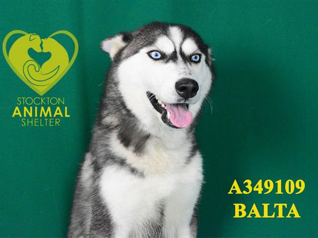 adoptable Dog in Stockton, CA named BALTA