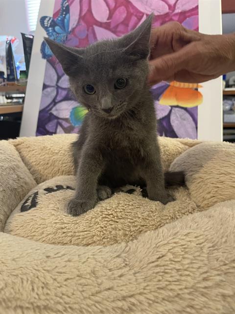 adoptable Cat in Stockton, CA named SAGE