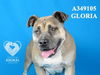 adoptable Dog in Stockton, CA named GLORIA