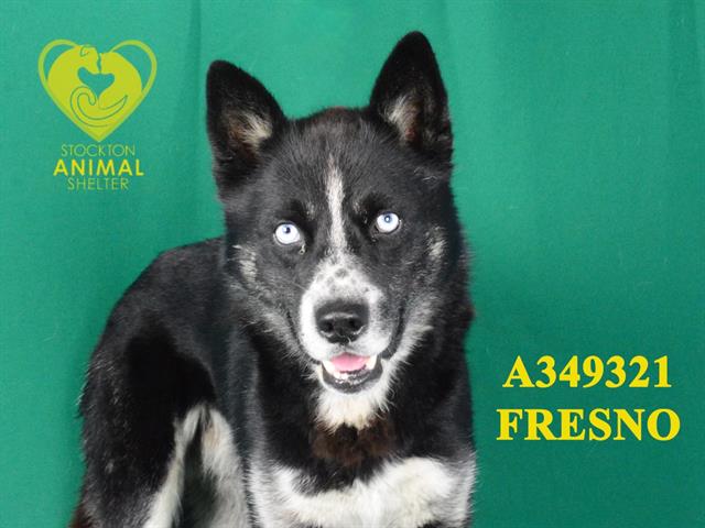 adoptable Dog in Stockton, CA named FRESNO