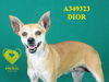 adoptable Dog in Stockton, CA named DIOR