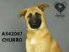 adoptable Dog in Stockton, CA named CHURRO