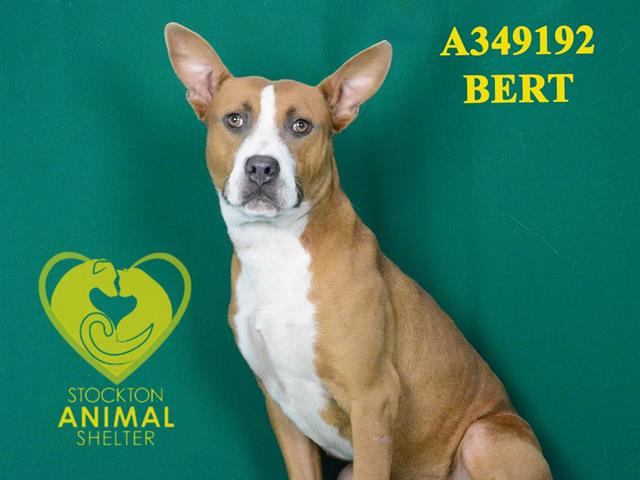 adoptable Dog in Stockton, CA named BERT