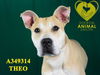 adoptable Dog in Stockton, CA named THEO