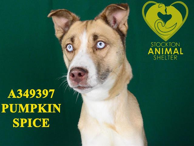 adoptable Dog in Stockton, CA named PUMPKIN SPICE