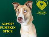 adoptable Dog in Stockton, CA named PUMPKIN SPICE