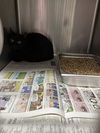 adoptable Cat in Stockton, CA named A346242