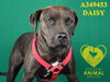 adoptable Dog in Stockton, CA named DAISY