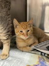 adoptable Cat in Stockton, CA named JULIUS