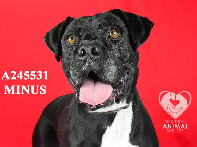 adoptable Dog in Stockton, CA named MINUS