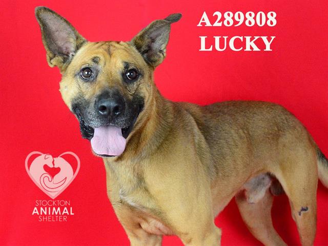 adoptable Dog in Stockton, CA named LUCKY