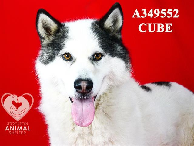 adoptable Dog in Stockton, CA named CUBE