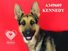 adoptable Dog in Stockton, CA named KENNEDY