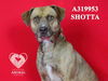 adoptable Dog in Stockton, CA named SHOTTA