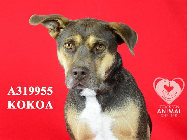 adoptable Dog in Stockton, CA named KOKOA