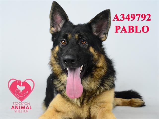 adoptable Dog in Stockton, CA named PABLO