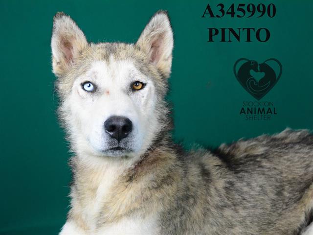 adoptable Dog in Stockton, CA named PINTO