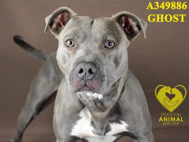 adoptable Dog in Stockton, CA named GHOST