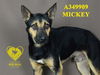 adoptable Dog in Stockton, CA named MICKEY