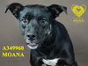 adoptable Dog in Stockton, CA named MOANA