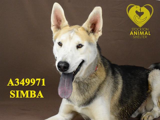 adoptable Dog in Stockton, CA named SIMBA