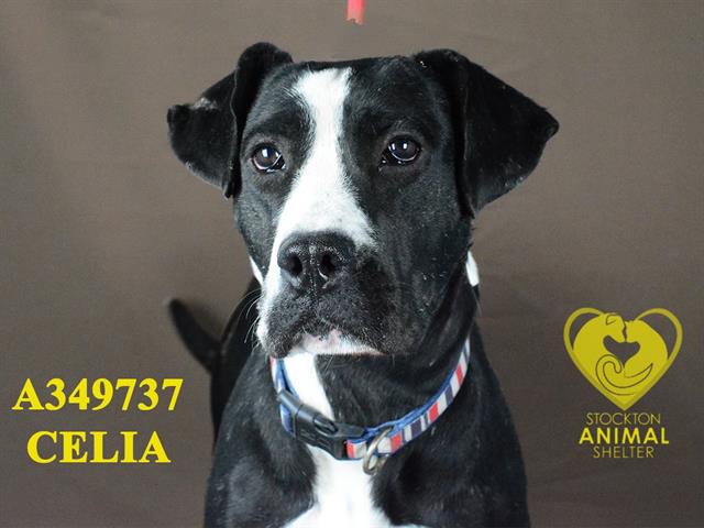 adoptable Dog in Stockton, CA named CELIA