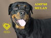 adoptable Dog in Stockton, CA named MULAN