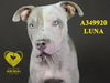 adoptable Dog in Stockton, CA named LUNA