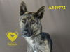 adoptable Dog in Stockton, CA named JAKE