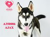 adoptable Dog in Stockton, CA named AJAX