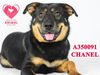 adoptable Dog in Stockton, CA named CHANEL