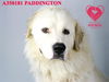 adoptable Dog in Stockton, CA named PADDINGTON