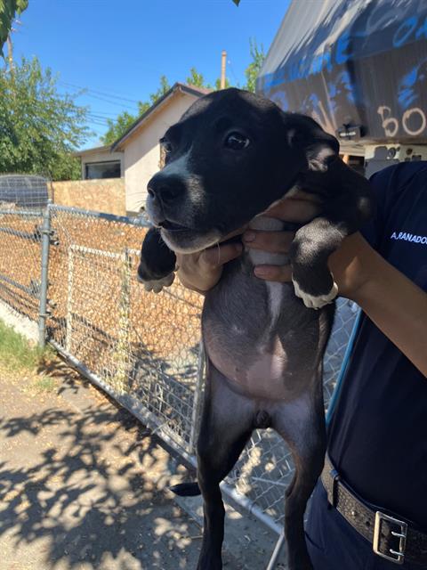 adoptable Dog in Stockton, CA named ORANGE