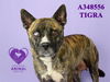 adoptable Dog in Stockton, CA named TIGRA