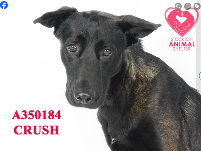 adoptable Dog in Stockton, CA named CRUSH